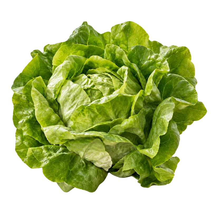 Zelena salata