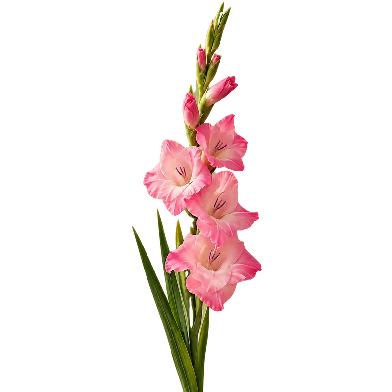 Gladiola